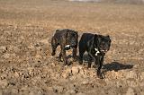 CANE CORSO 1401